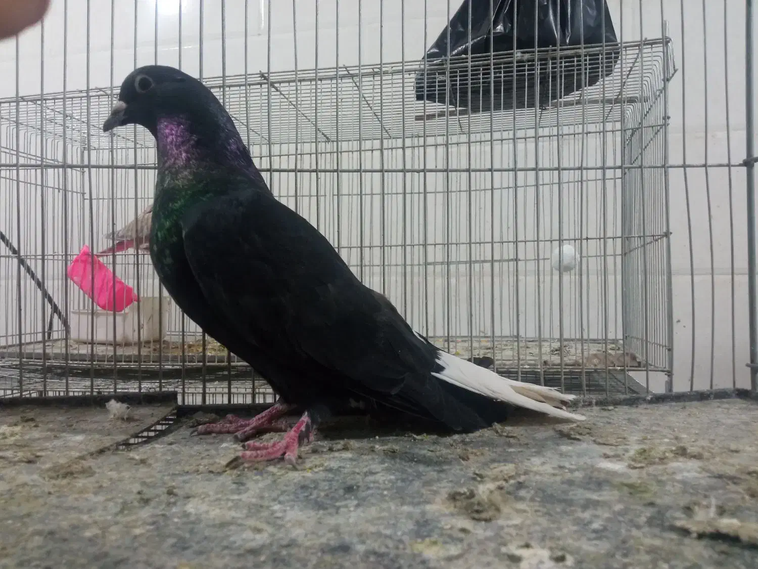 دم سفید|پرنده|خاش, |دیوار