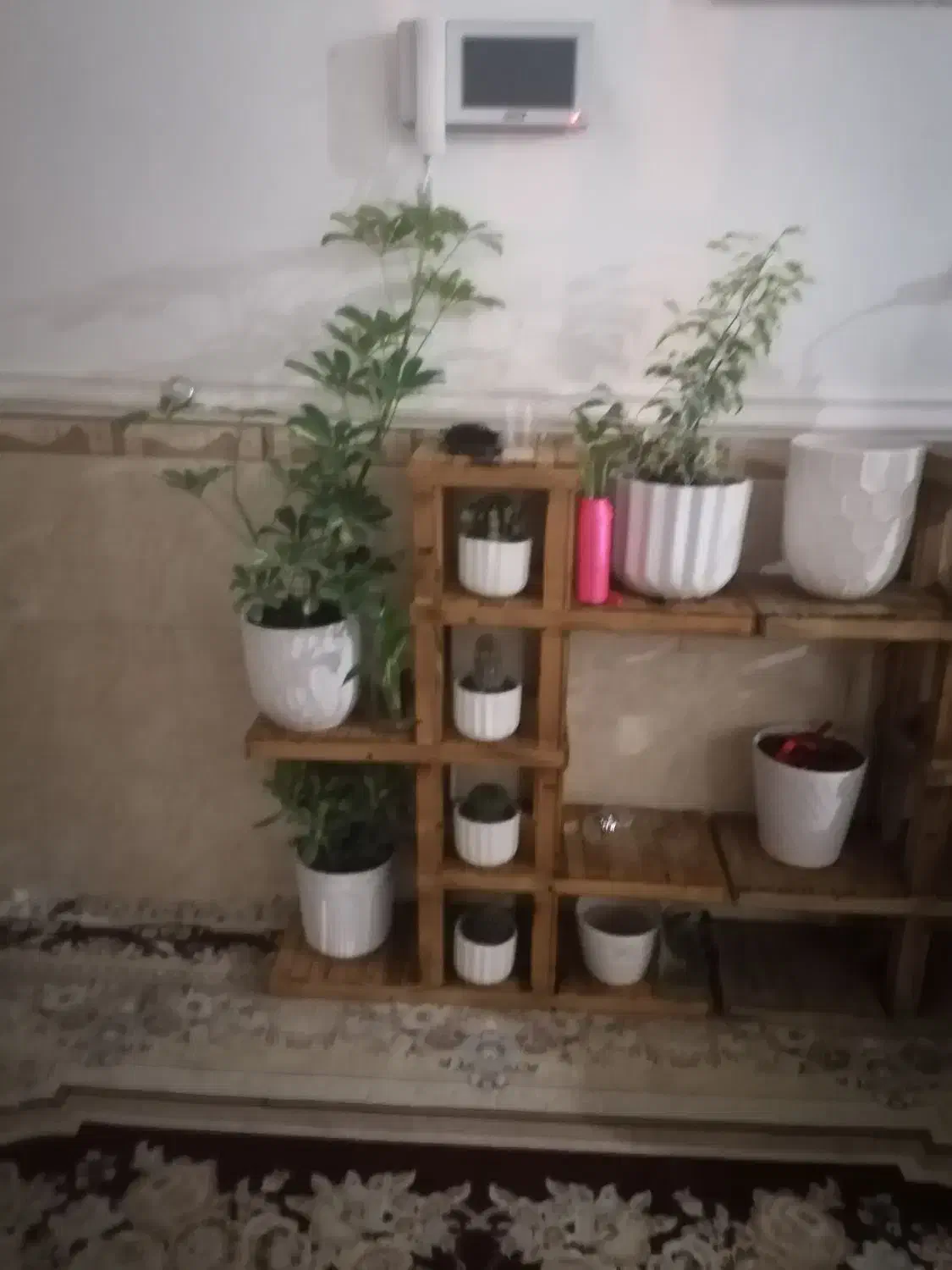 آستن وگل|گل و گیاه طبیعی|برازجان, |دیوار