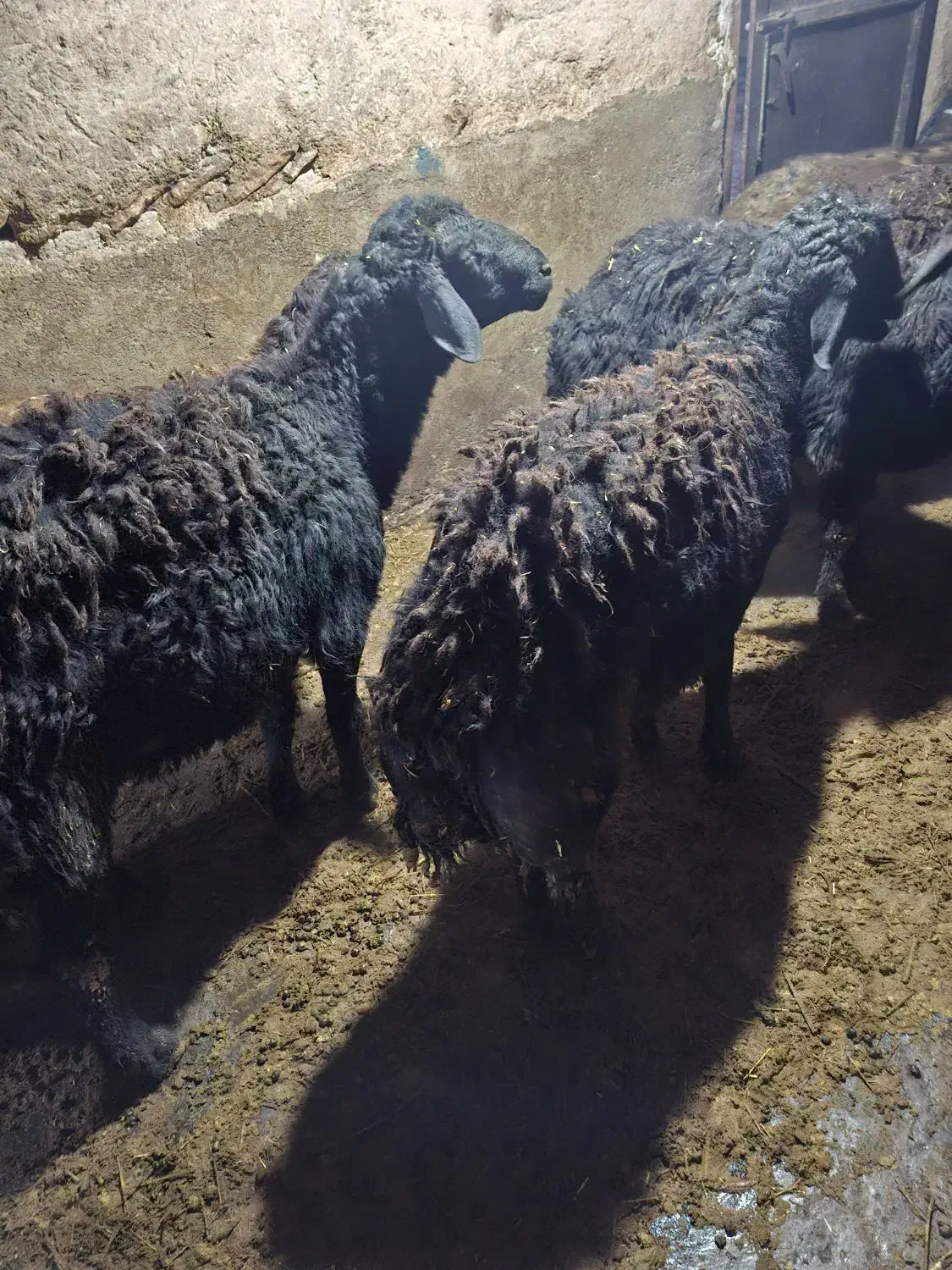 بره‌ قوچ‌ های‌ قزل|حیوانات مزرعه|دهگلان, |دیوار