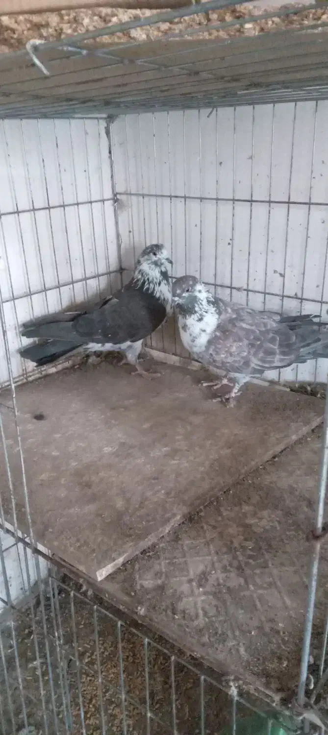 کبوتر پرشی|پرنده|ساری, |دیوار