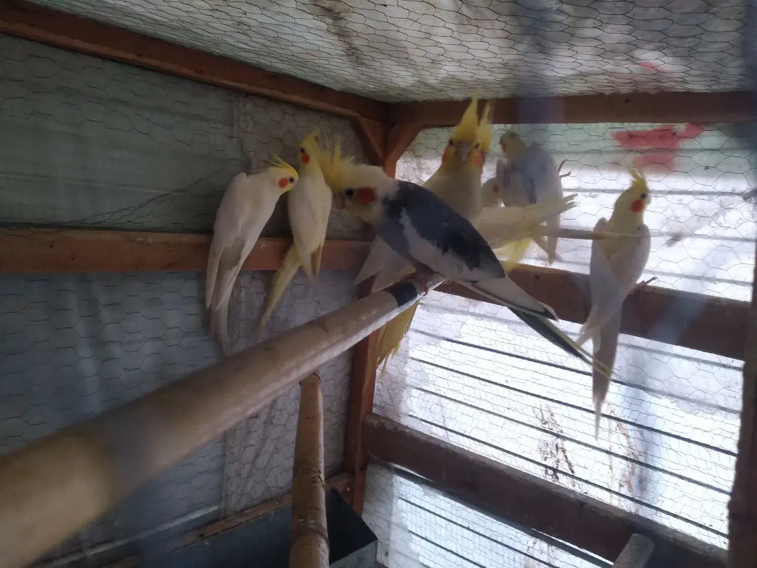 فروش فوری کل مجموعه طوطی عروس با قفس|پرنده|قائمشهر, |دیوار