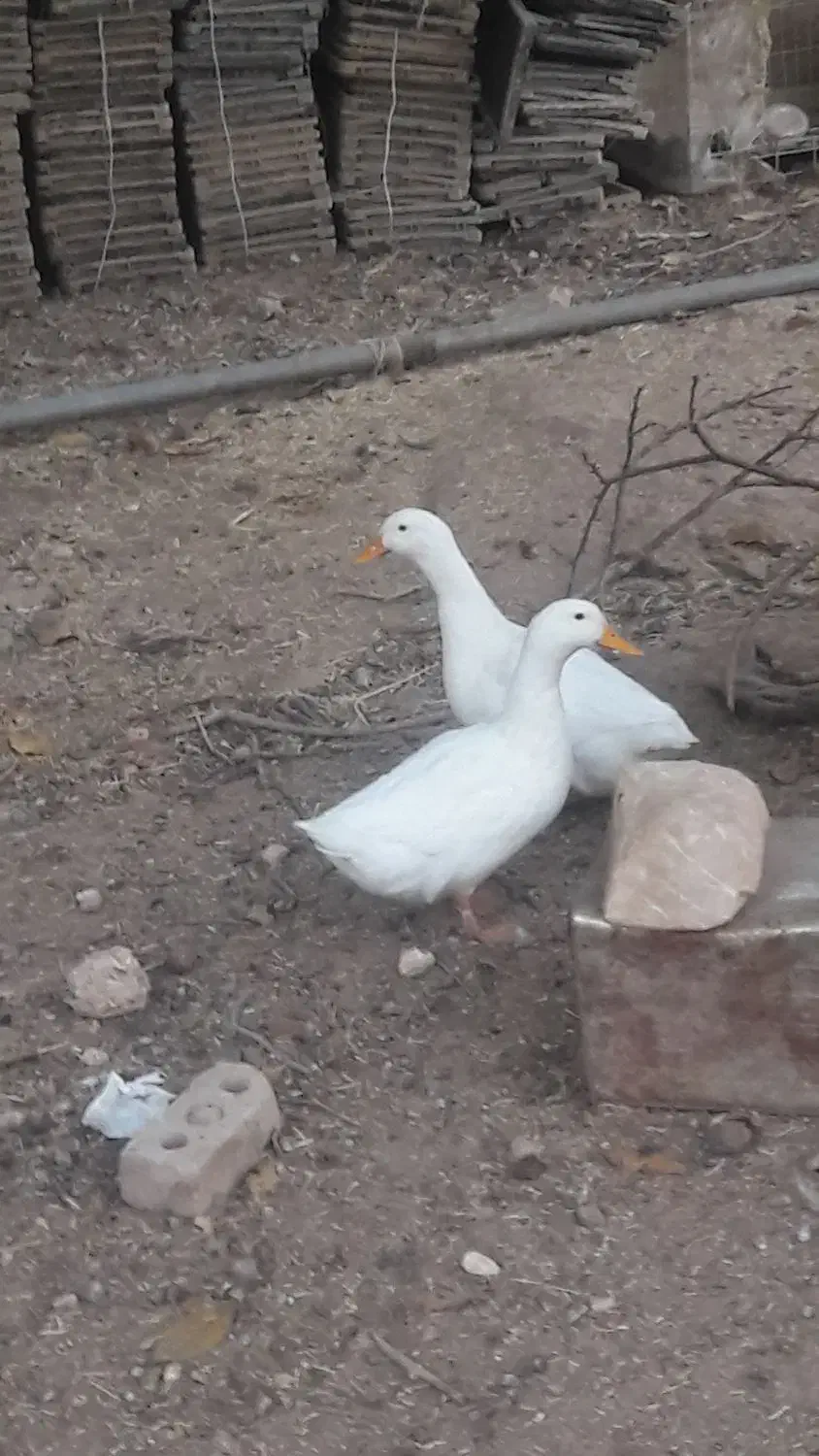 سلام فروش یک جفت مرغابی نر وماده 800تومن|پرنده|کامفیروز, |دیوار