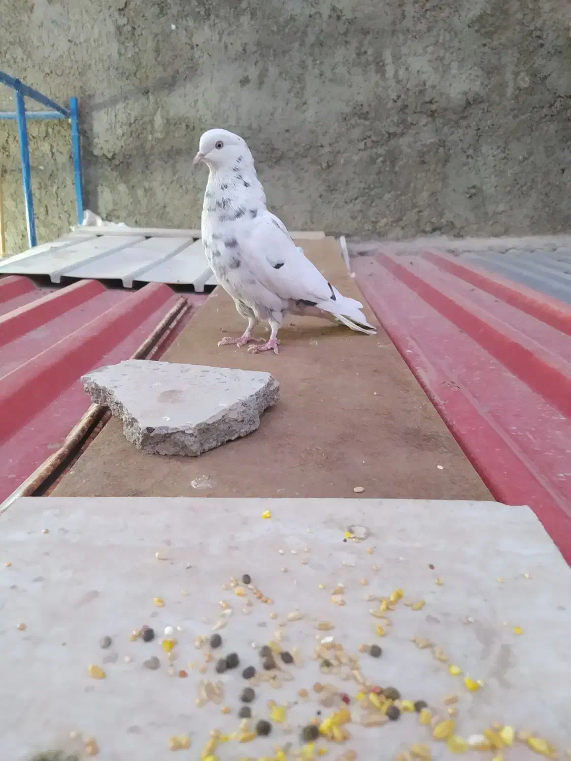 کفتر غریب|پرنده|هشتگرد, هشتگرد قدیم|دیوار