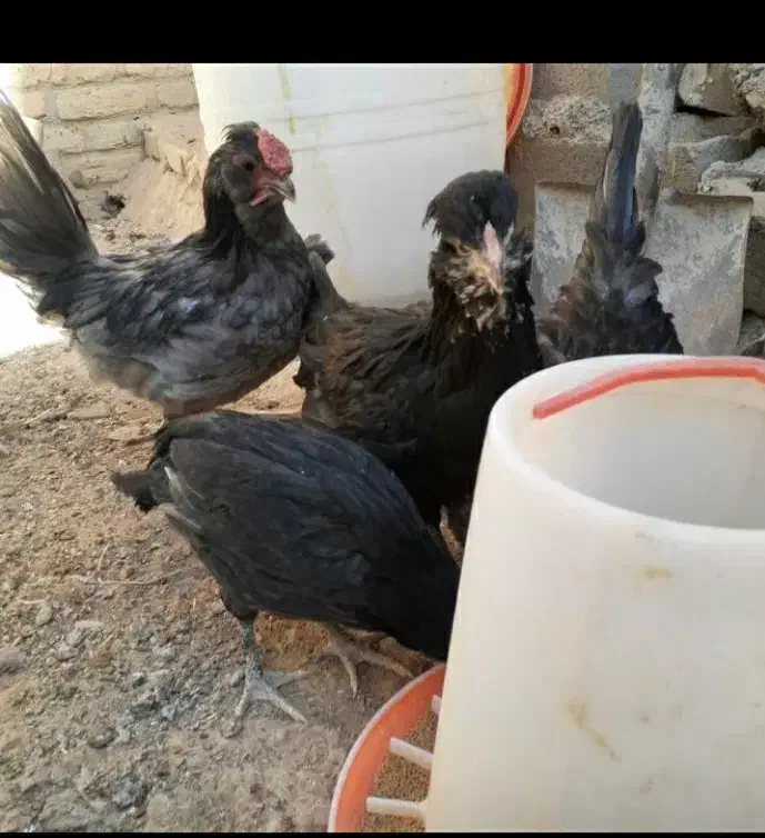 نیمچه گلین طوسی و مشکی|حیوانات مزرعه|مهریز, |دیوار