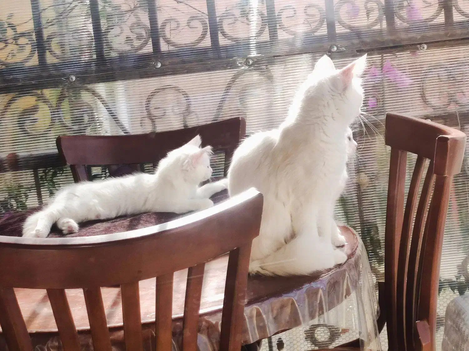 بچه‌گربه دو ماه ونیم و مادر حدود یکساله|گربه|بهشهر, |دیوار