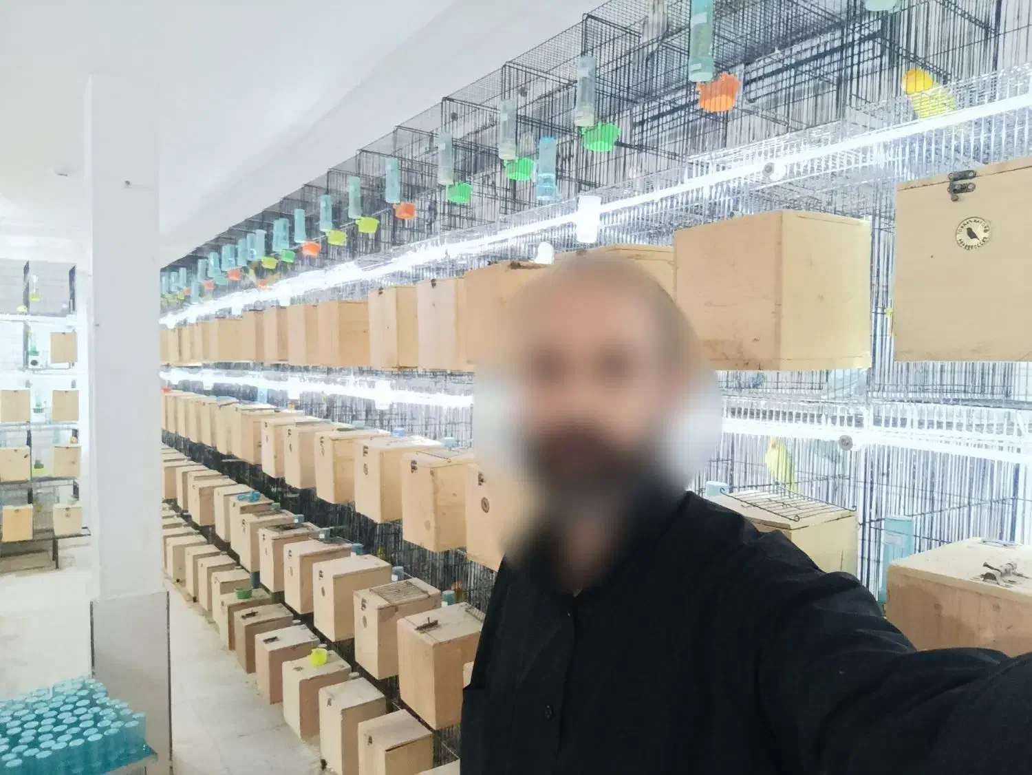 کوتوله عروس گرینچیک کاسکو خورشیدی یووینگ فیشر|لوازم جانبی حیوانات|مشهد, کشف|دیوار