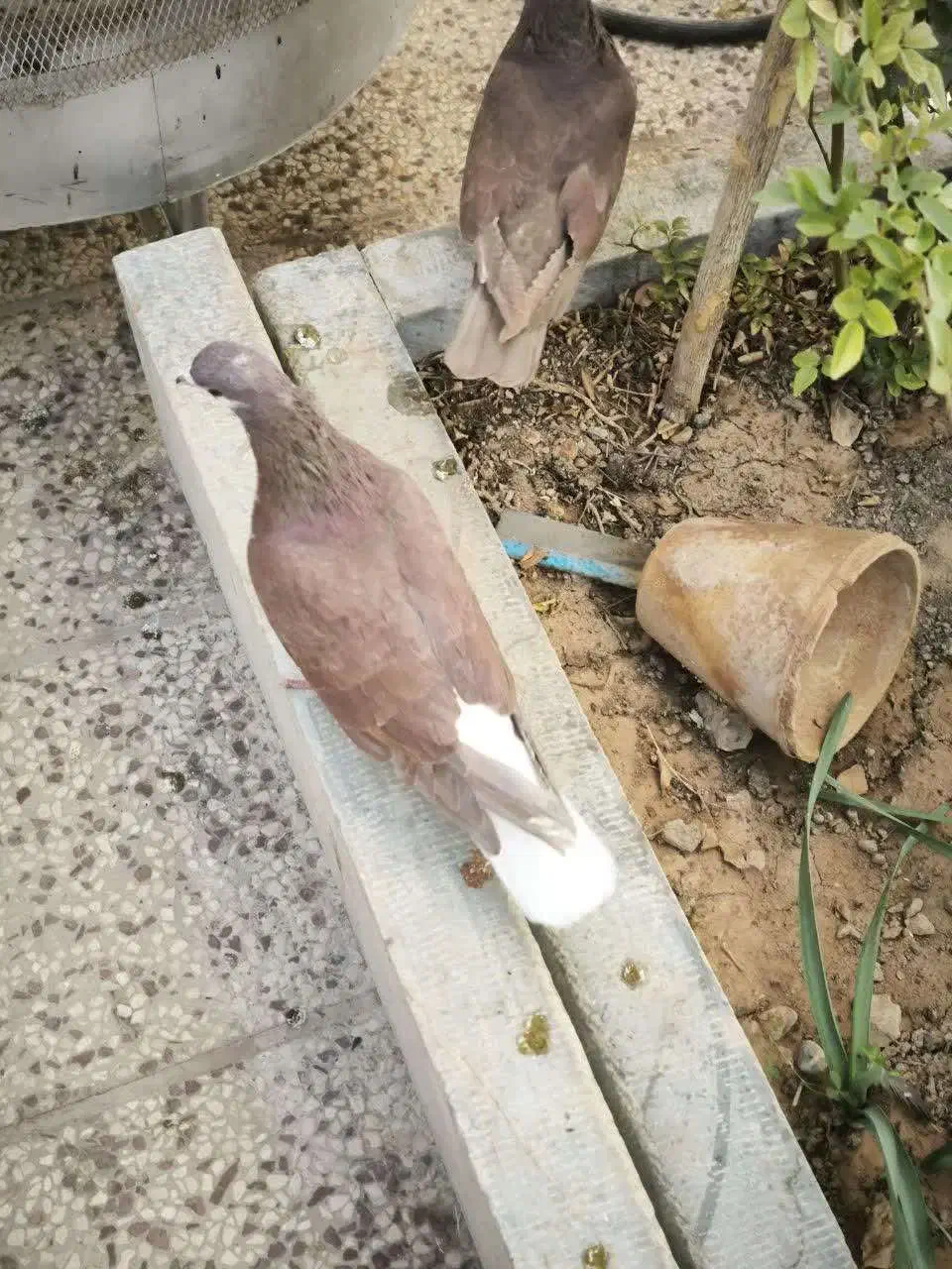 کبوتر ماده خوشرنگ سرخ|پرنده|شهرضا, |دیوار