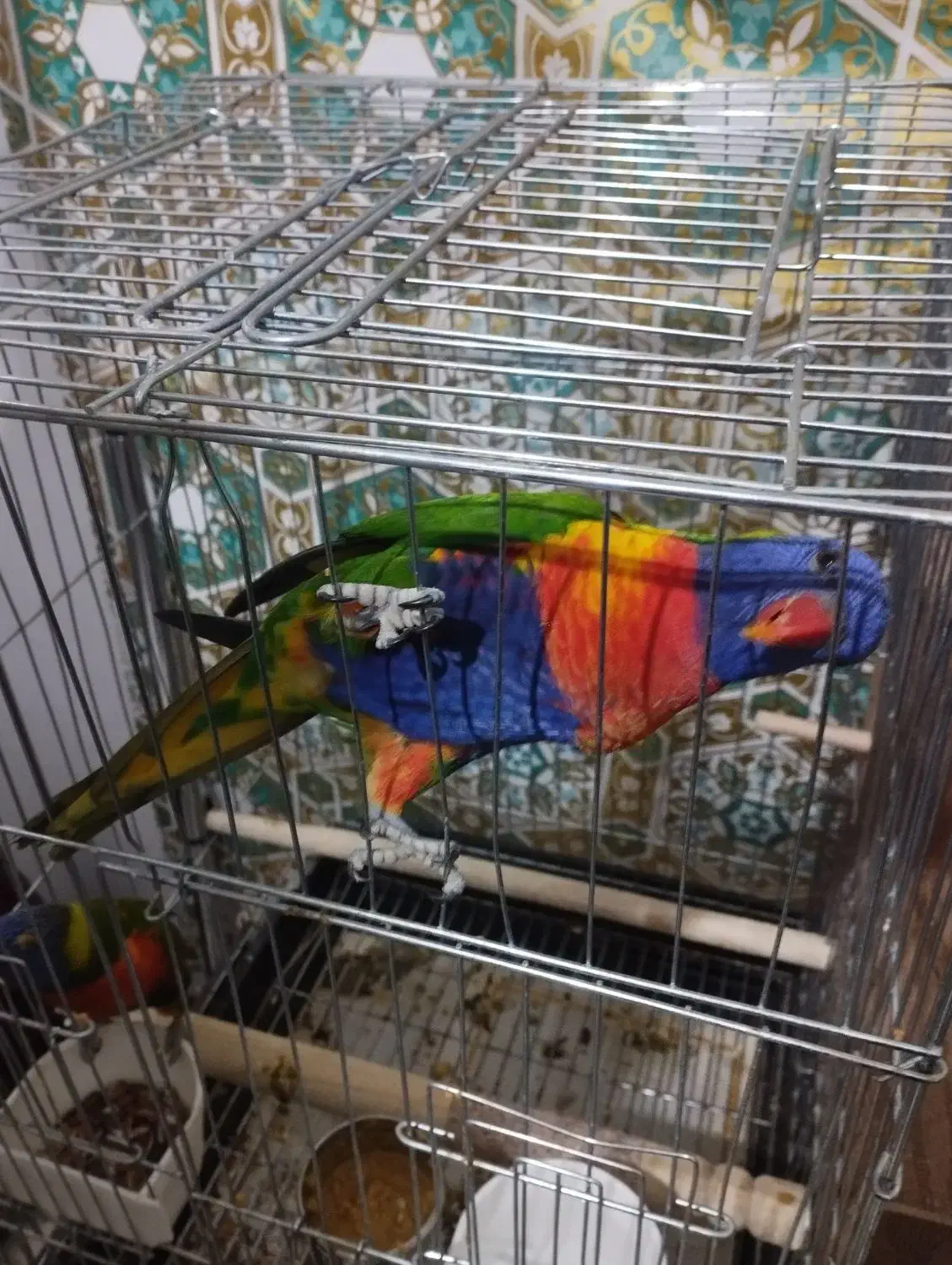 طوطی لوری مولد|پرنده|هشتگرد, تهران دشت|دیوار