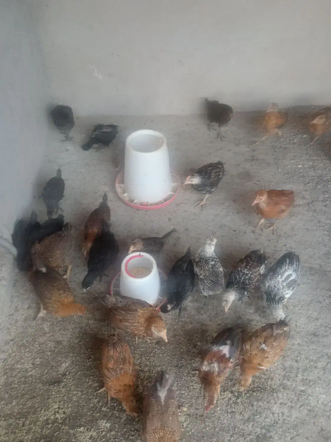 حیوان خونگی|حیوانات مزرعه|سوق, |دیوار