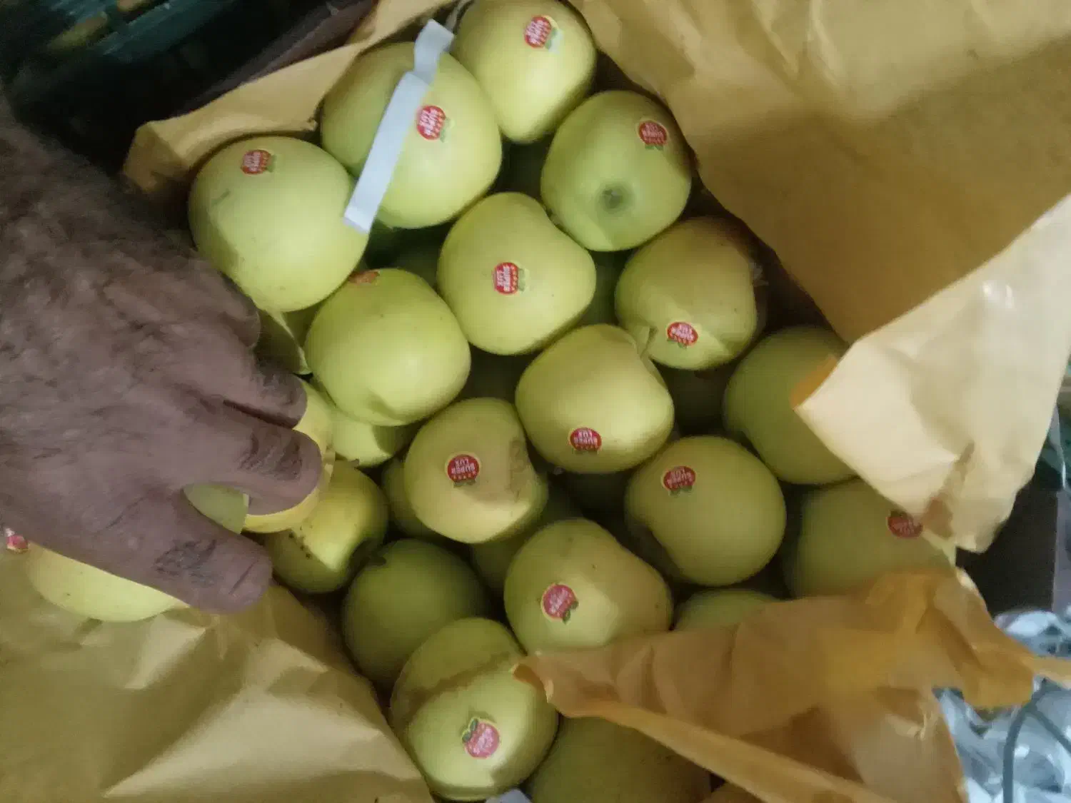 سیب لوکس کوهستانی ارومیه ترگور دربند|خوردنی و آشامیدنی|سیلوانه, |دیوار