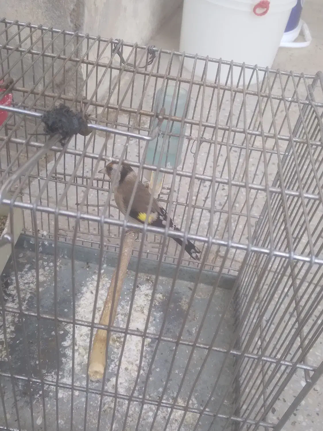 سهره ماده|پرنده|زند, |دیوار