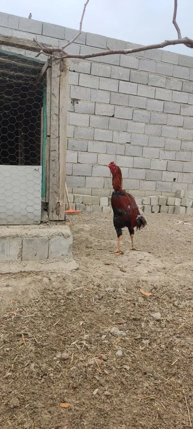 خروس لاری ۱۴ ماه افغان در سلماس|حیوانات مزرعه|خوی, |دیوار