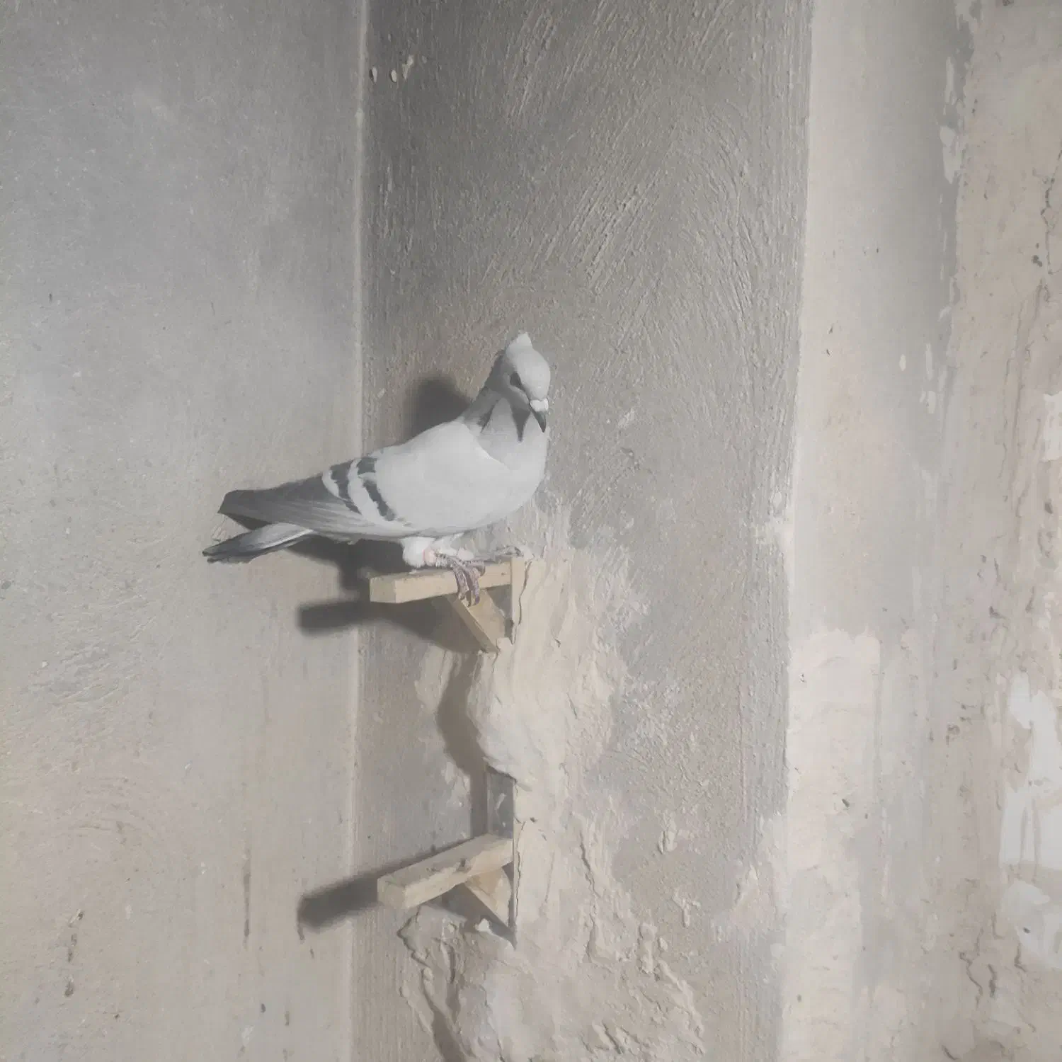 سبز کلاغ کلاهی|پرنده|کرمان, |دیوار