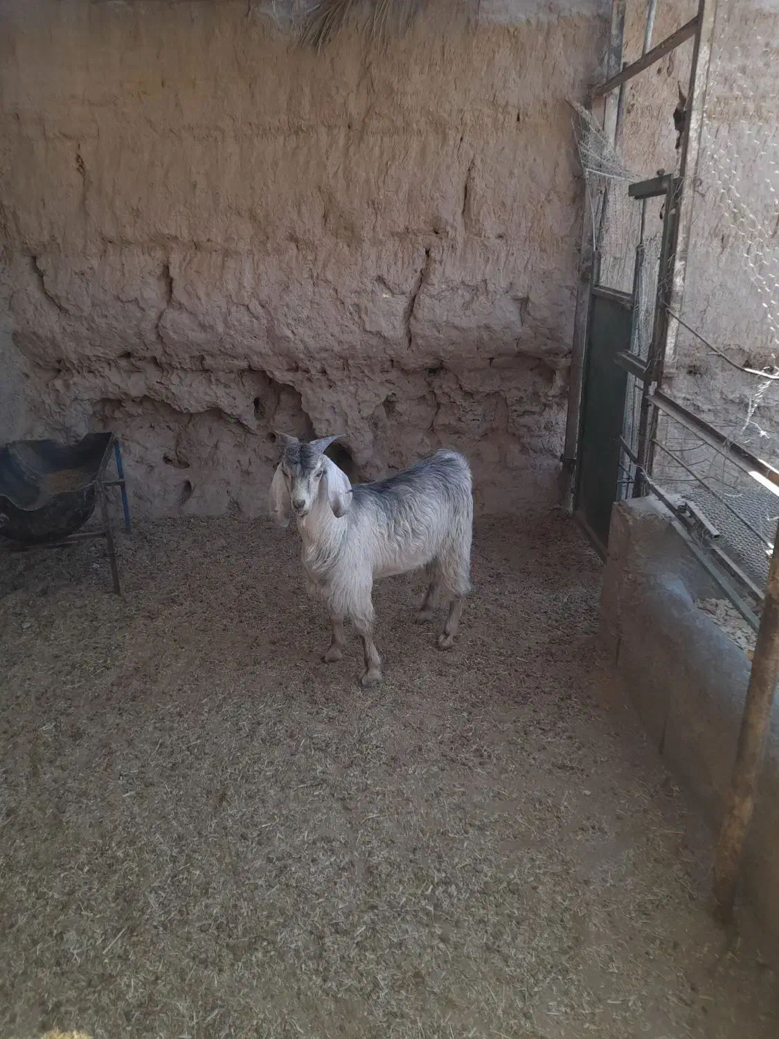 فروش گوسفند نر نژاددار جوان چاق ۷ماه سن ۲۶کیلووزن|حیوانات مزرعه|راور, |دیوار