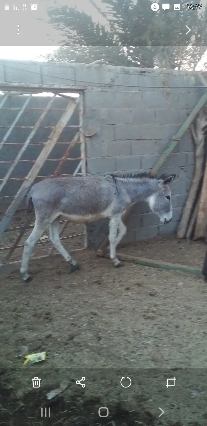 الاغ|حیوانات مزرعه|عسلویه, |دیوار