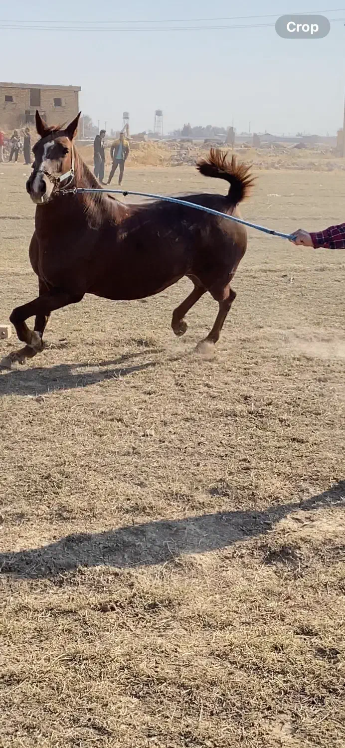 مادیون درجه یک ناب|اسب و تجهیزات اسب‌سواری|مرودشت, مسجد رسول‎|دیوار