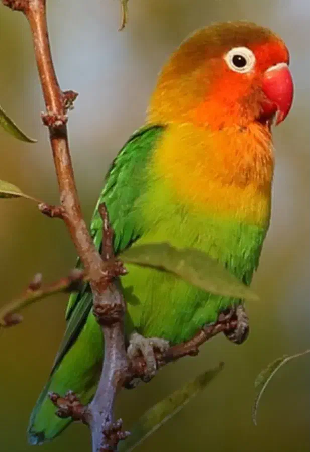 طوطی کوتوله یک جفت|پرنده|زهک, |دیوار