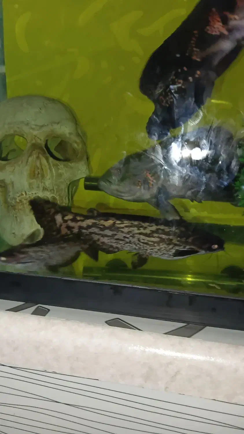 اکواریوم ماهی اسکار  و لوازم|ماهی|چهاردانگه (تهران), |دیوار