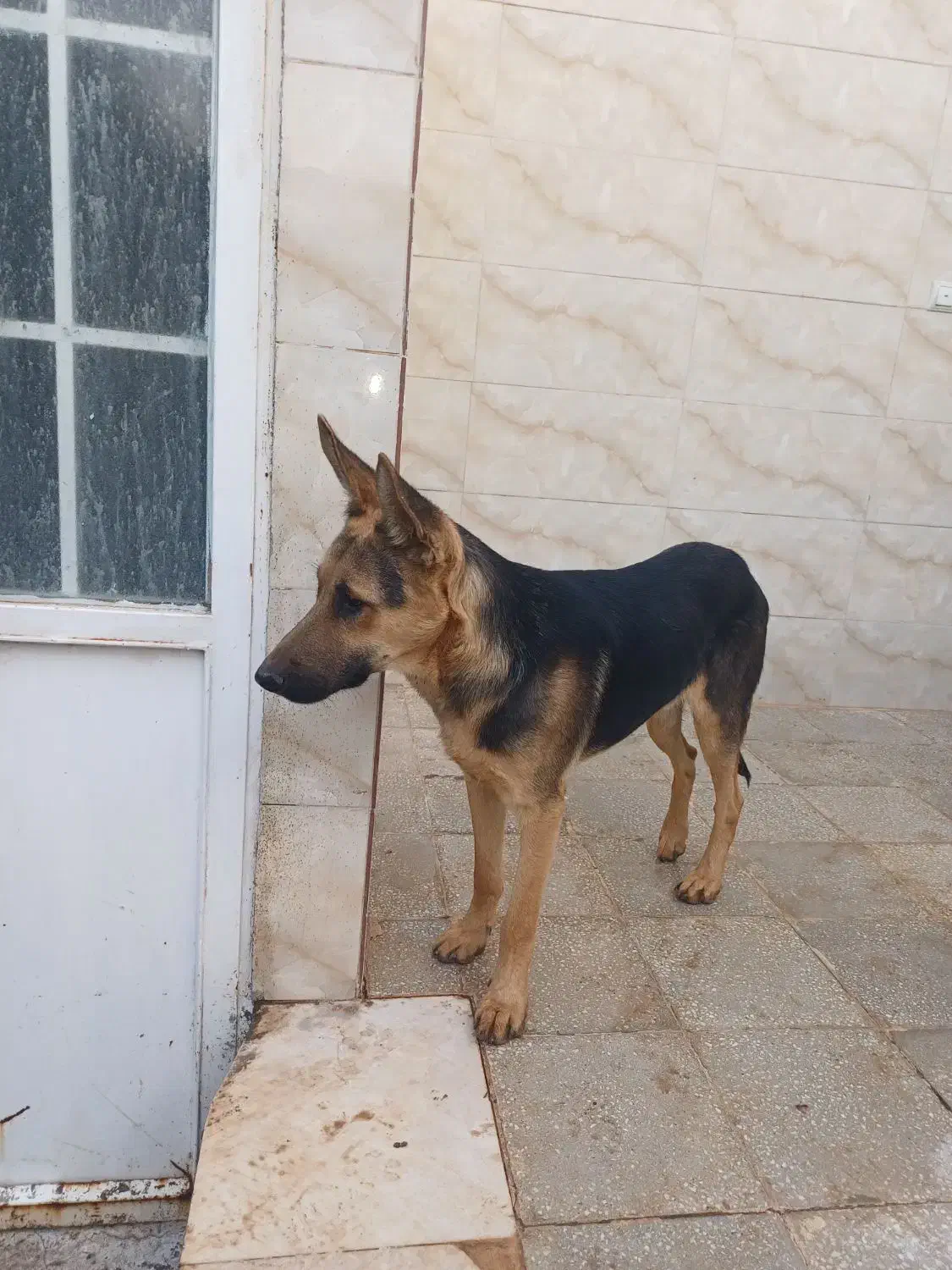 سگ نگهبان|سگ|قنوات, |دیوار