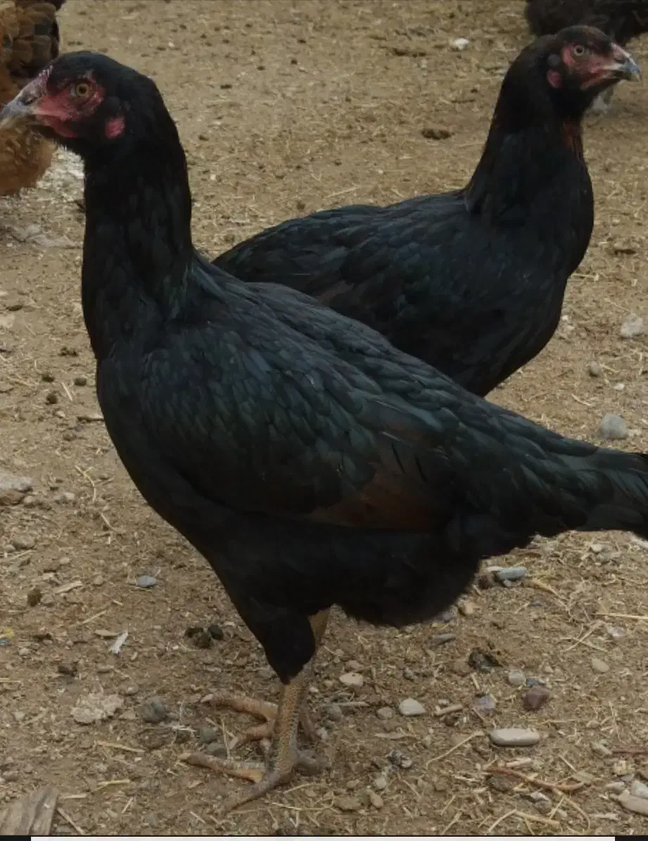 مرغ لاری ریشوتخم گذار|حیوانات مزرعه|شاهین دژ, |دیوار