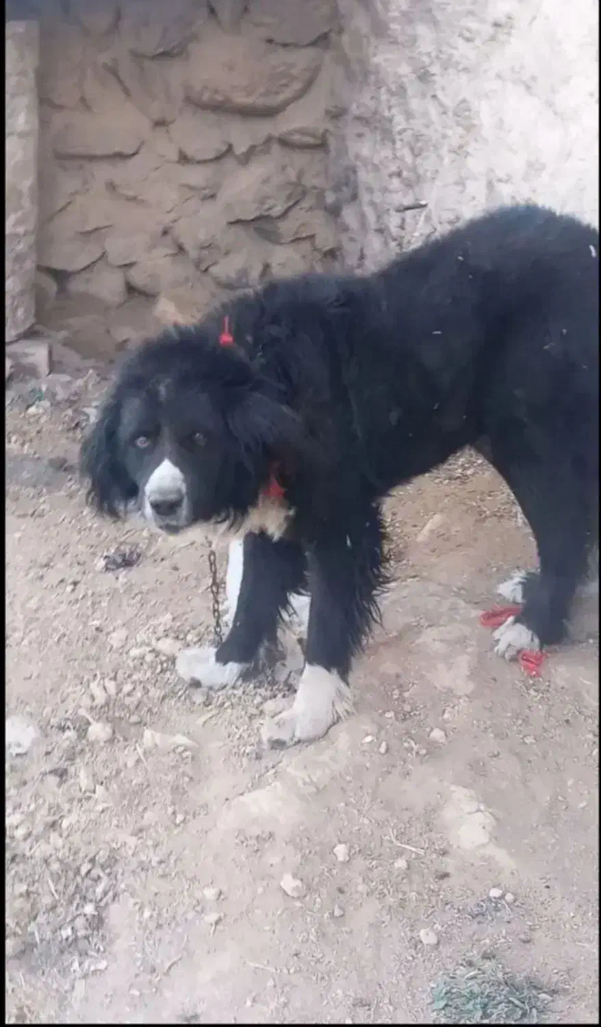 سگ نر|سگ|خوانسار, |دیوار