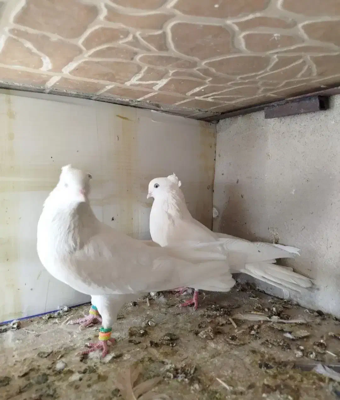 سفید اراکی|پرنده|اقلید, |دیوار