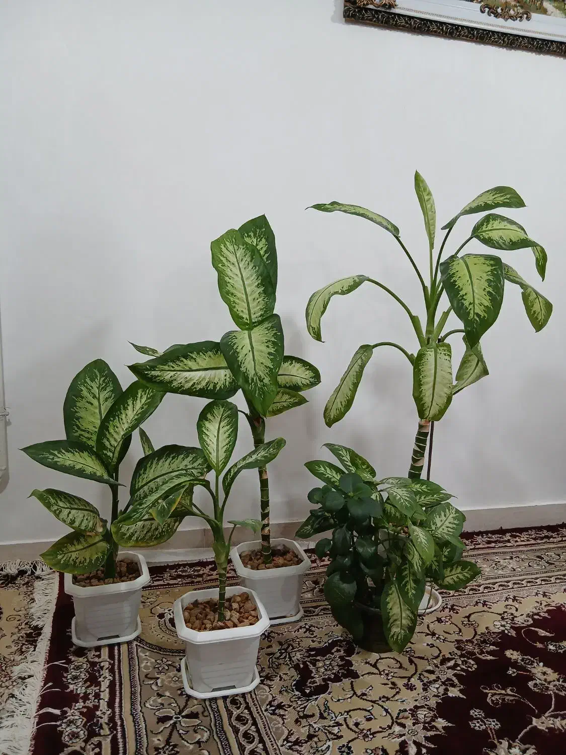 دیفن|گل و گیاه طبیعی|اسلام‌‌آباد غرب, |دیوار