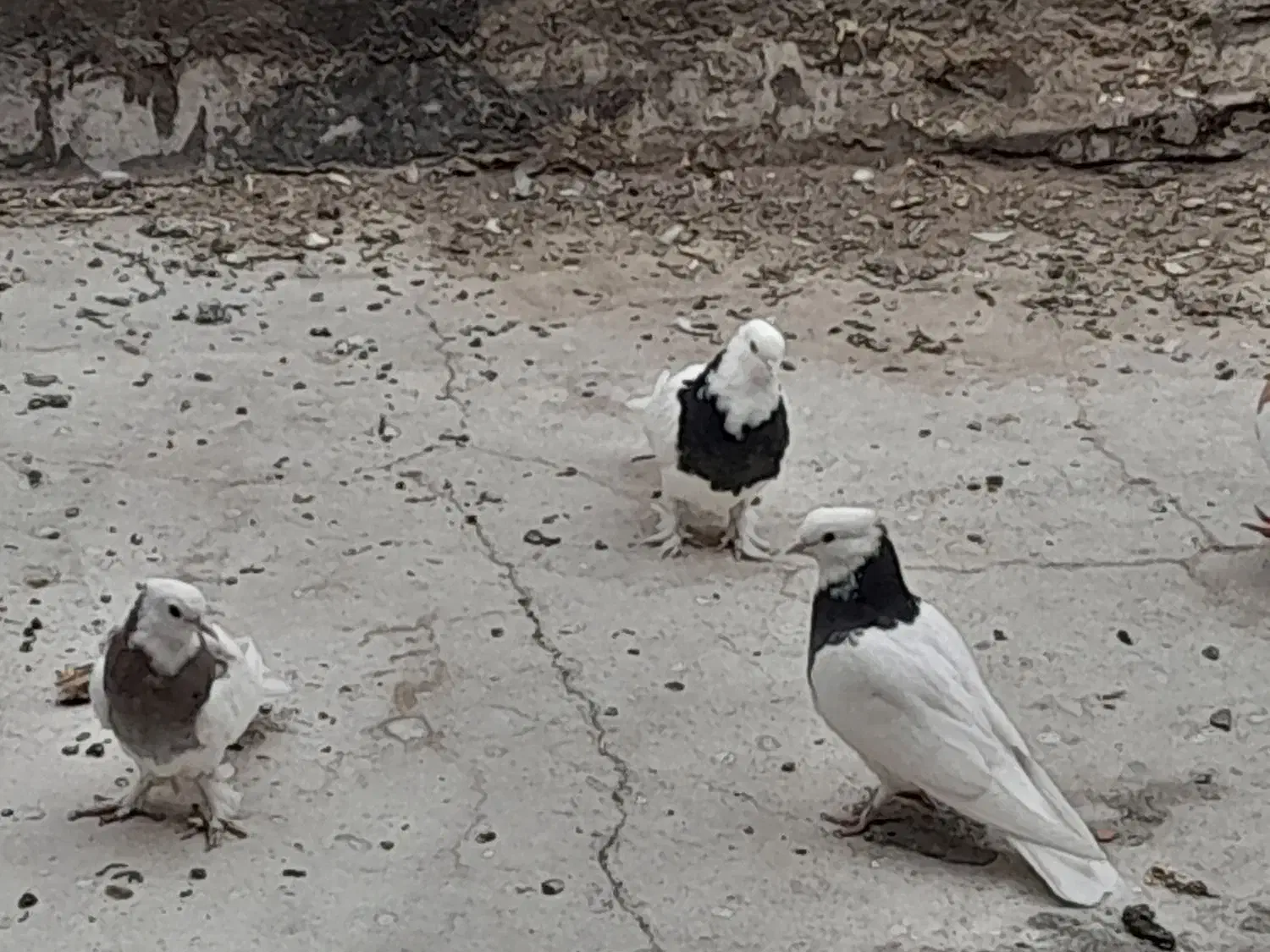 جوجه طوقی|پرنده|آران و بیدگل, |دیوار