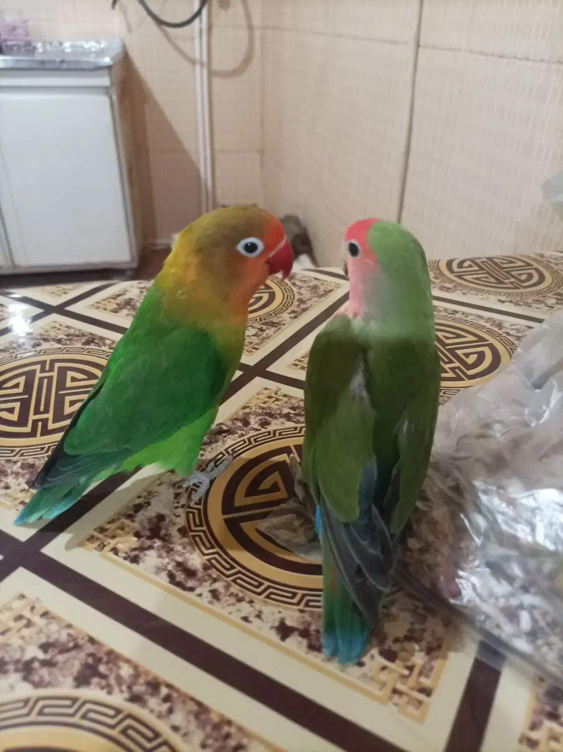 طوطی بریزلی|پرنده|داران, |دیوار