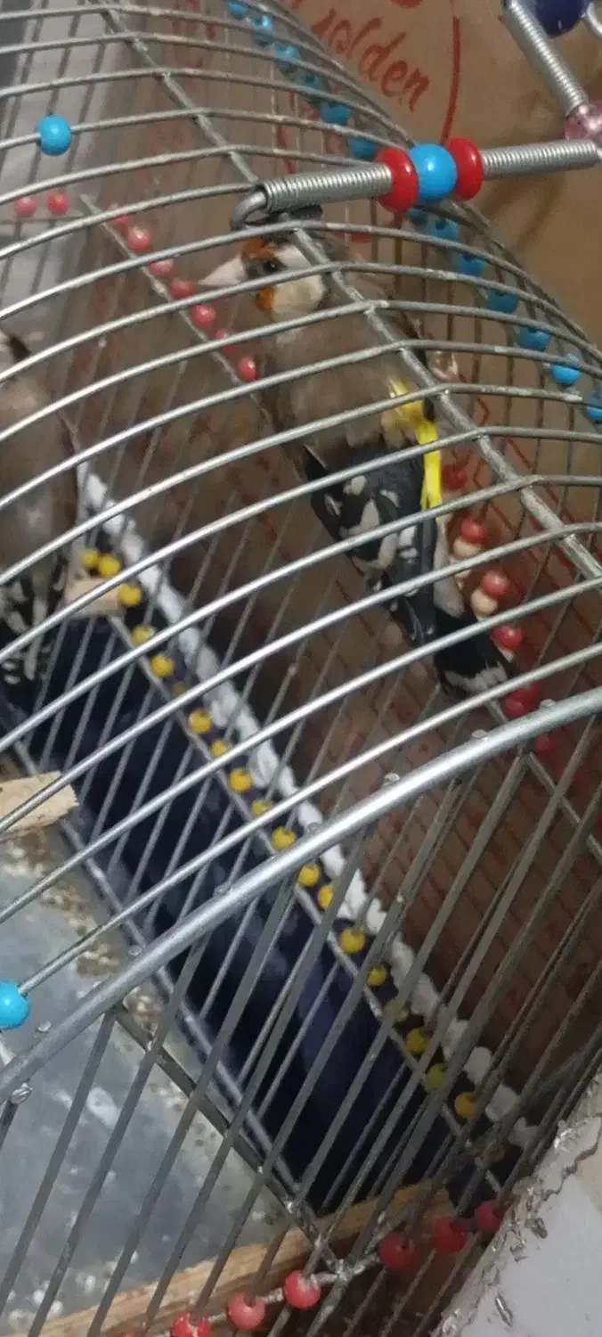 سهره|پرنده|کوهدشت, |دیوار