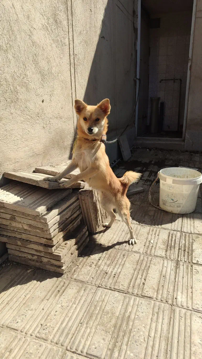 سگ پامرروباهی ماده رنگ نسکافه ای|سگ|بم, |دیوار