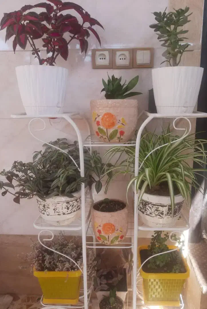 استند فرفورژه|گل و گیاه طبیعی|مسجد سلیمان, |دیوار