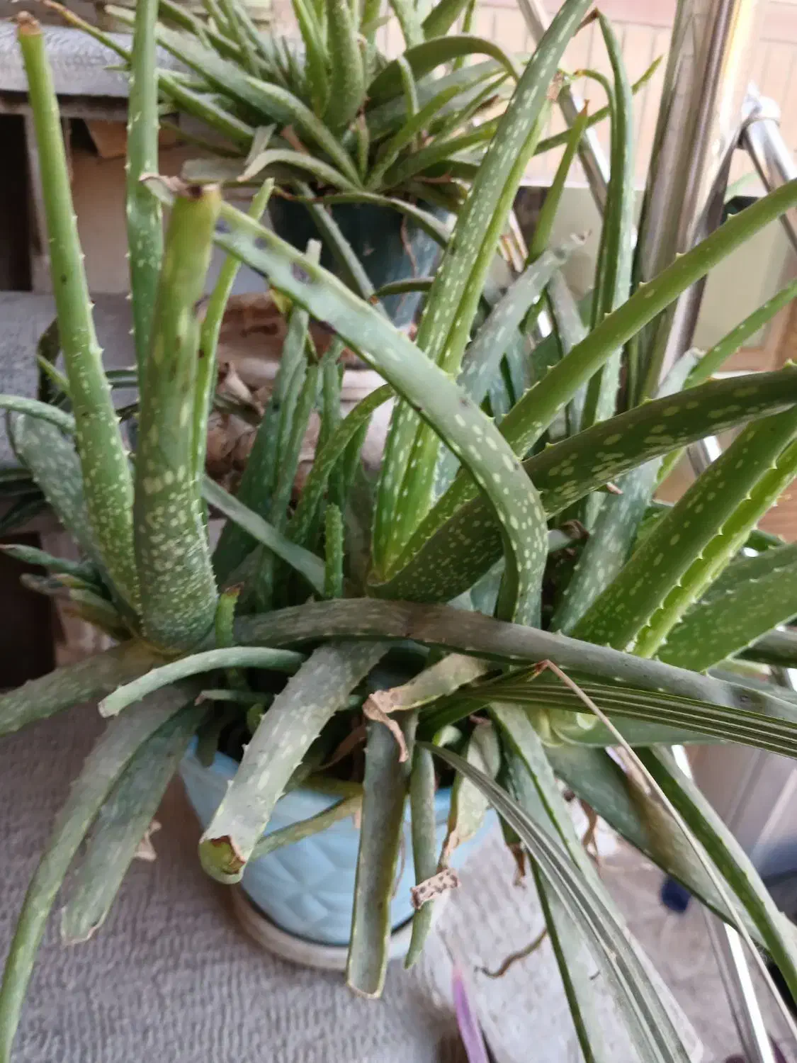 گل و گلدان|گل و گیاه طبیعی|اصفهان, بهارستان (مخابرات)|دیوار