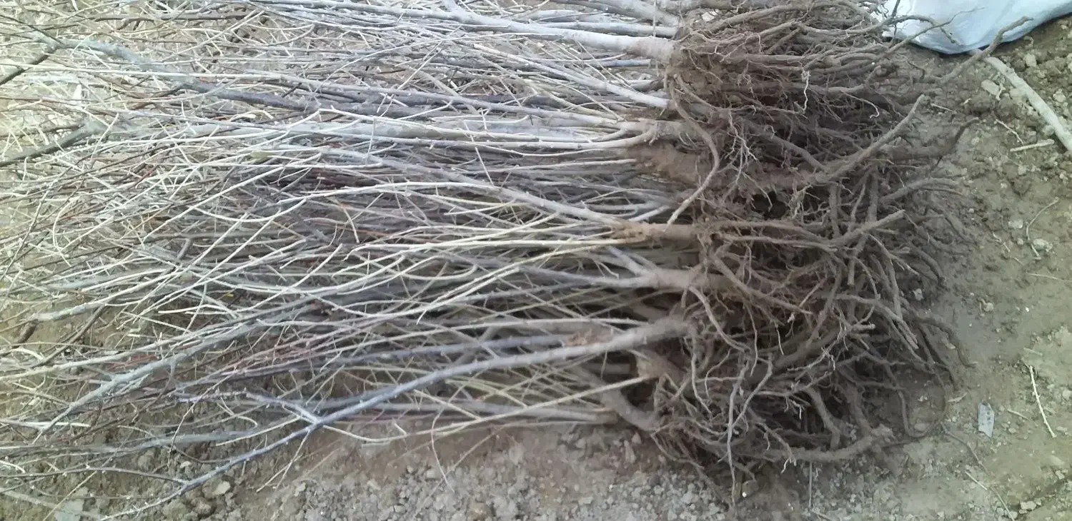 مجموع تولیدنهالهای زرشکپفکیانواععناب.ازخراسان|خدمات باغبانی و درختکاری|اصفهان, دانشگاه اصفهان|دیوار