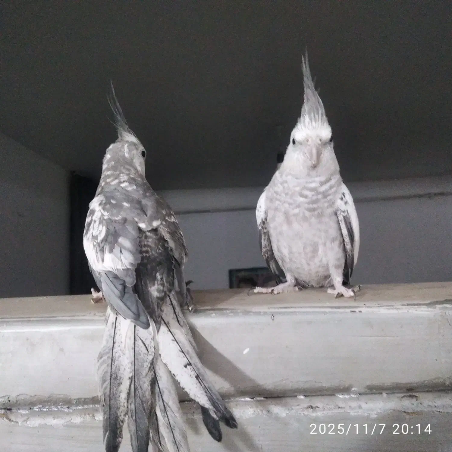 عروس هلندی|پرنده|تربت جام, فاز ۱ فرهنگیان|دیوار