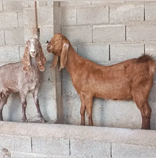 بز آبستن شیری|حیوانات مزرعه|گنبد کاووس, |دیوار