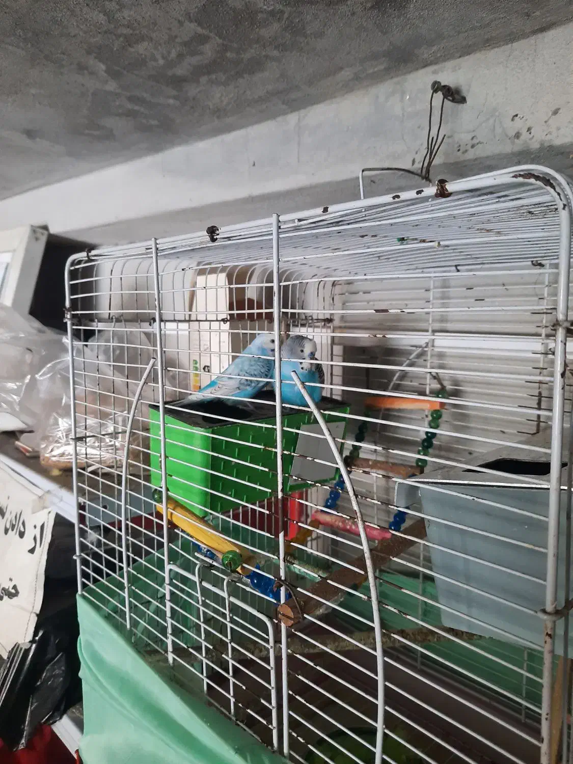 مرغ عشق  یک جفت خوش رنگ وخوش صدا|پرنده|ایزدشهر, |دیوار