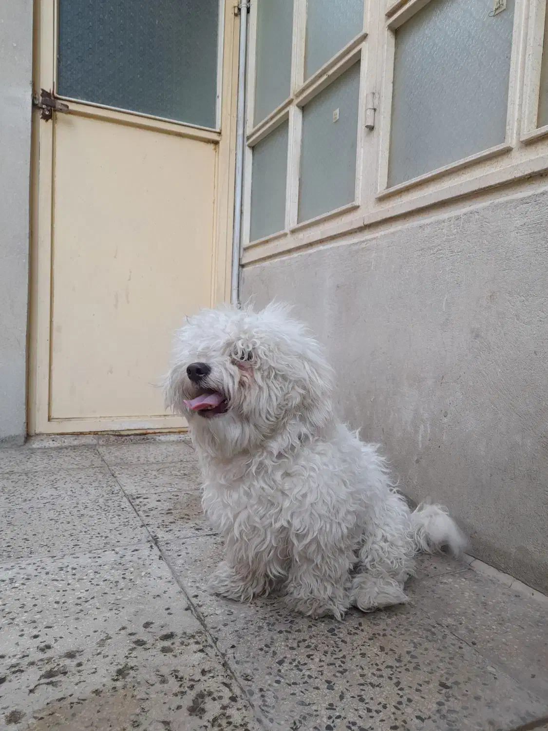 سگ پا کوتاه|سگ|اقبالیه, |دیوار