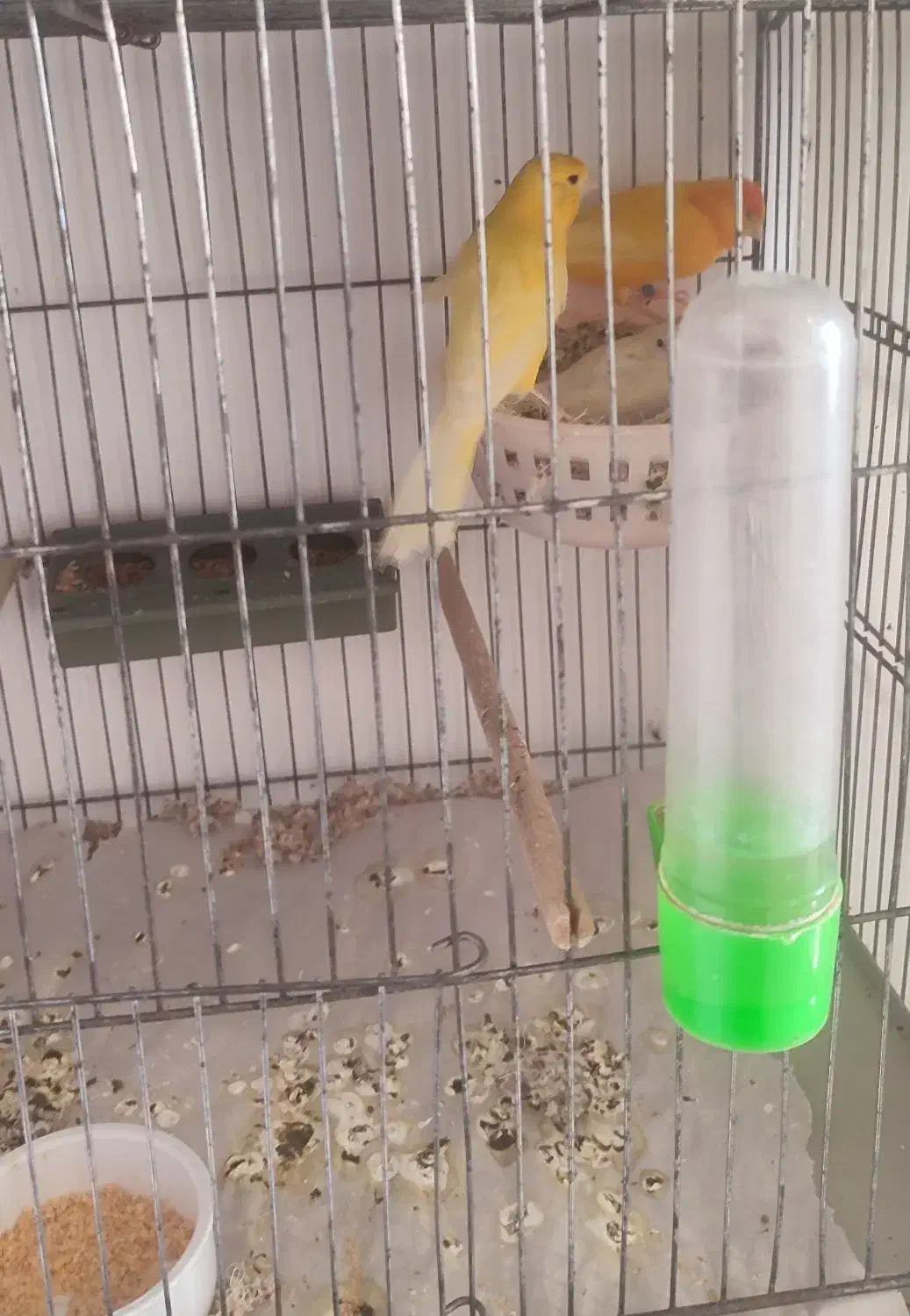 قناری مولد|پرنده|رزن, |دیوار