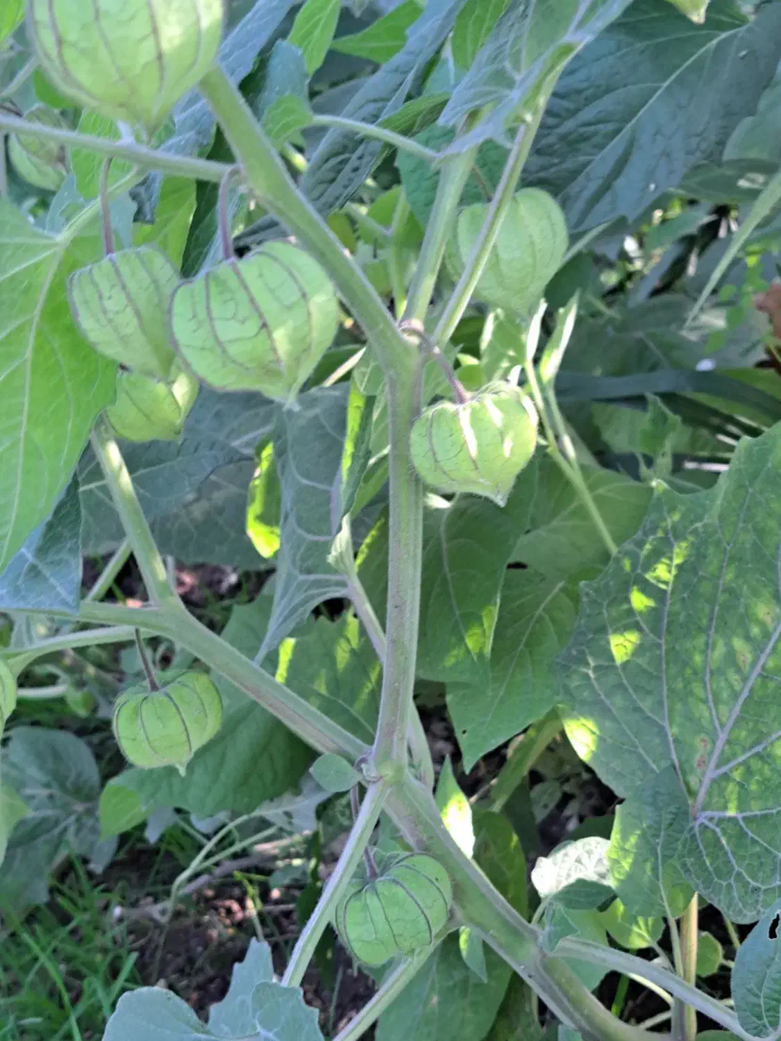 نهال فیسالیس|گل و گیاه طبیعی|گرگان, |دیوار