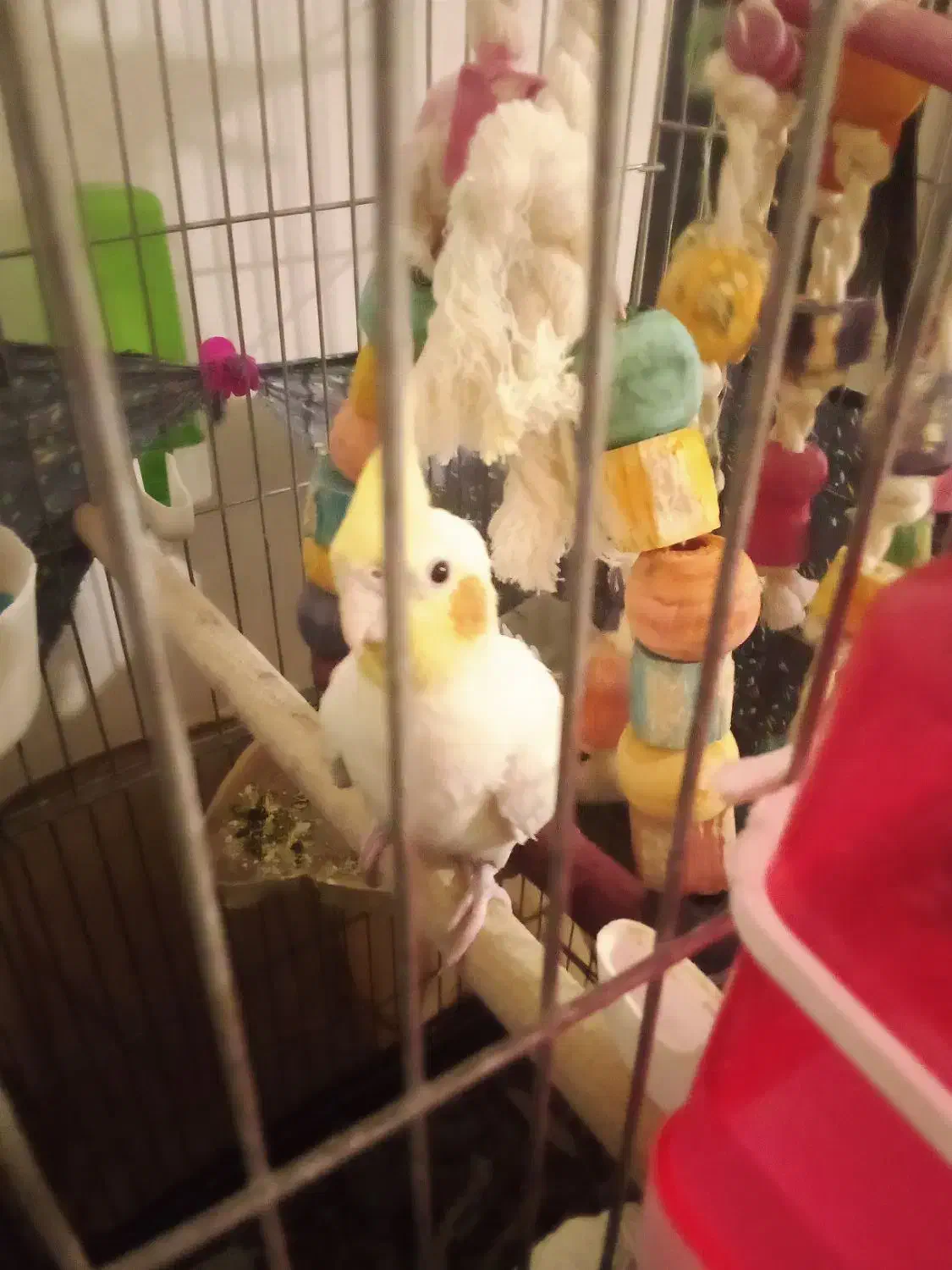 یک عدد عروس هلندی جوجه|پرنده|تهران, دستغیب|دیوار