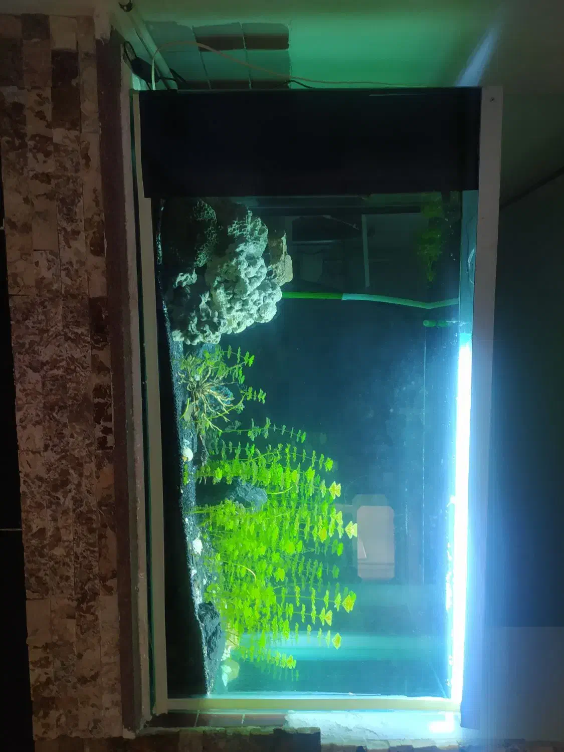 آکواریوم|ماهی|مهاباد (آذربایجان غربی), |دیوار