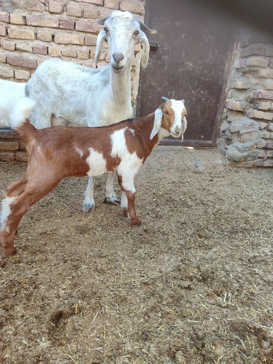 بز زایده با کهره نره دوماه نیم .و بره نر|حیوانات مزرعه|جیرفت, |دیوار