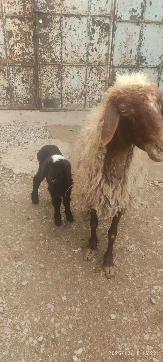 میش وبره|حیوانات مزرعه|کرمانشاه, |دیوار