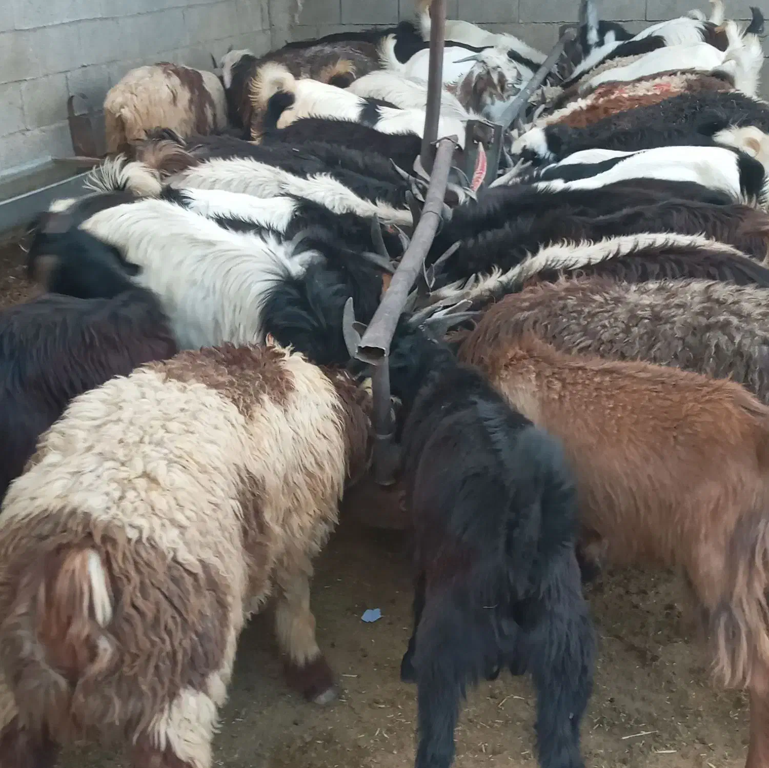 گوسفند بره کهره شهرک صنعتی|حیوانات مزرعه|شیراز, شهرک صنعتی شیراز|دیوار