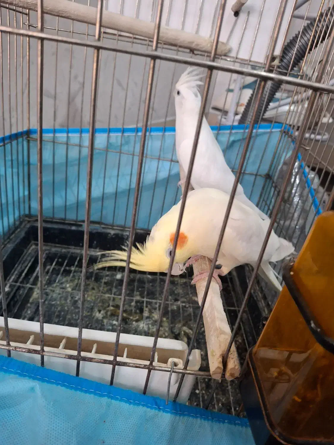 عروس هلندی|پرنده|سیرجان, |دیوار