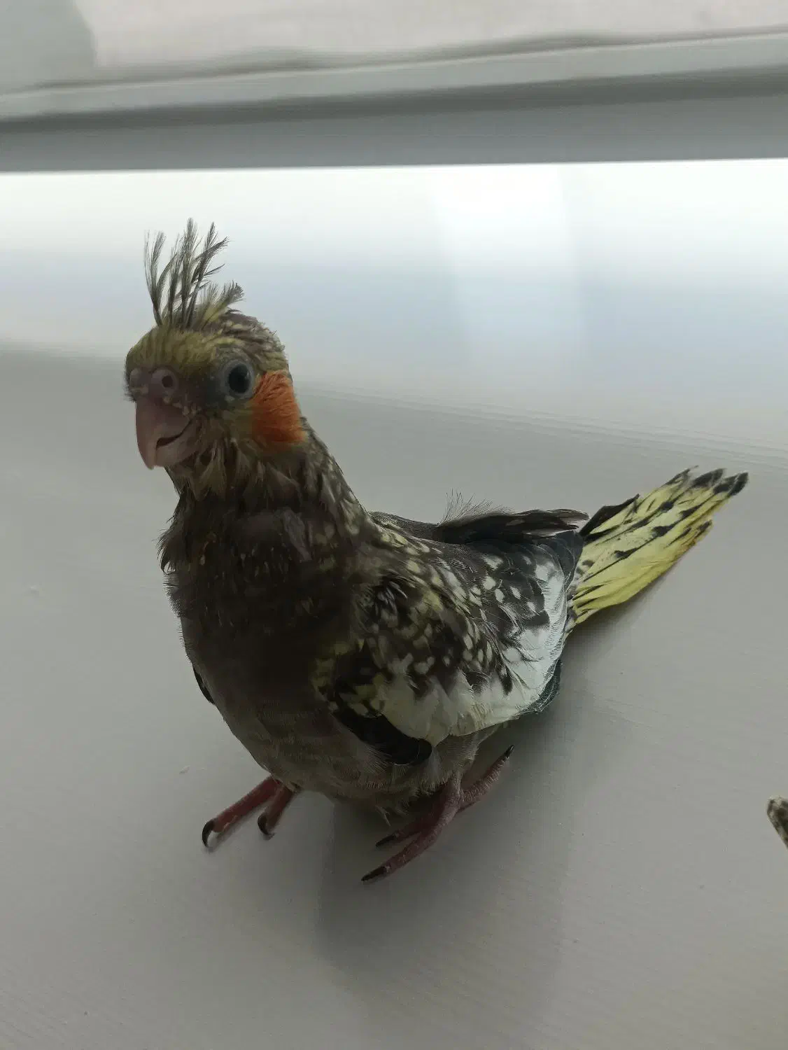 عروس هلندی|پرنده|گلستان (تهران), |دیوار