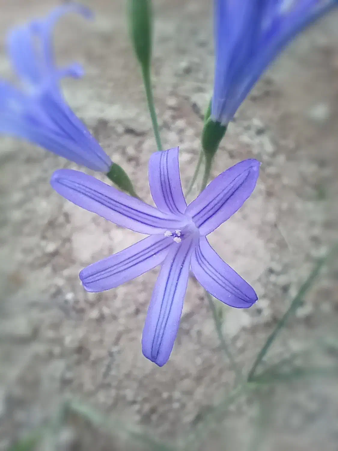 ۲۵۰۰۰متر زمبن برجاده ترانزیت قزوین زنجان|فروش زمین و ملک کلنگی|سلطانیه, |دیوار