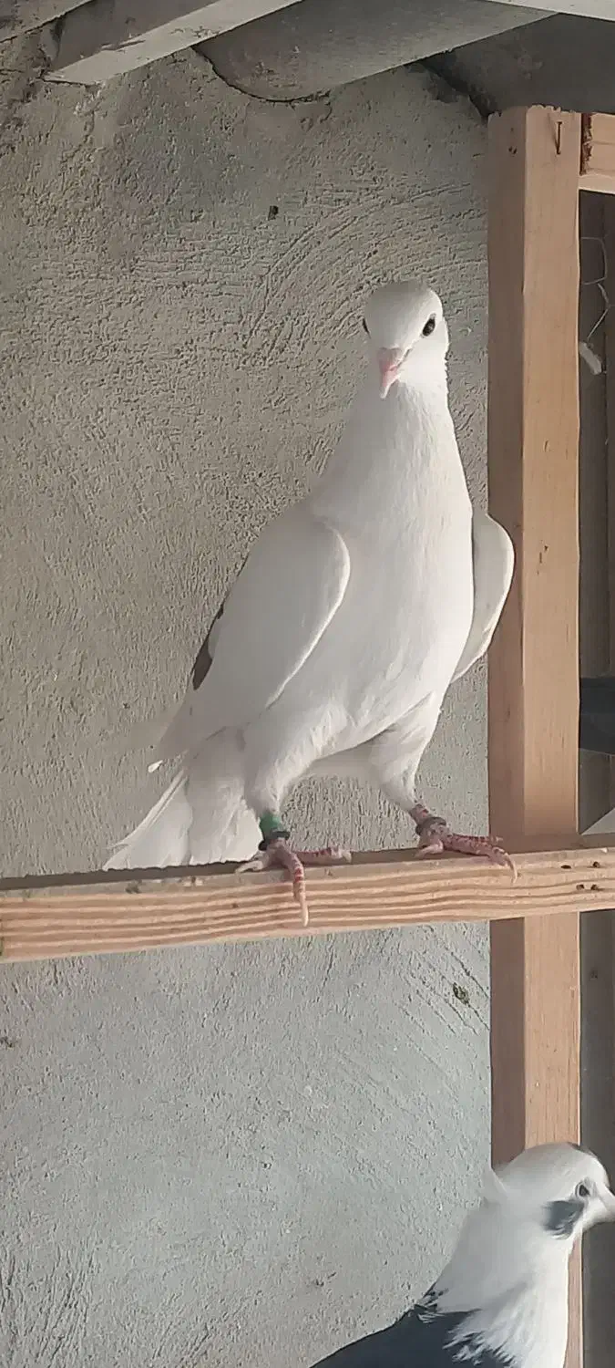 کفتر غریب|پرنده|شهر ری, شهادت|دیوار