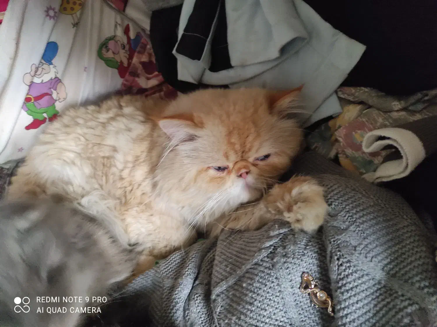 فروش گربه فلت|گربه|بجنورد, |دیوار